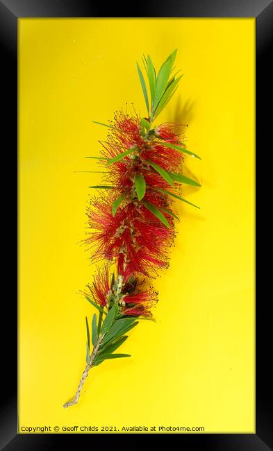 Isolated single flower stem macro image of the red Weeping Bottl Framed Print by Geoff Childs