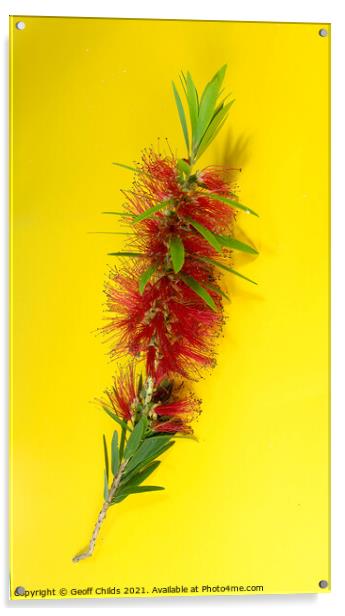 Isolated single flower stem macro image of the red Weeping Bottl Acrylic by Geoff Childs