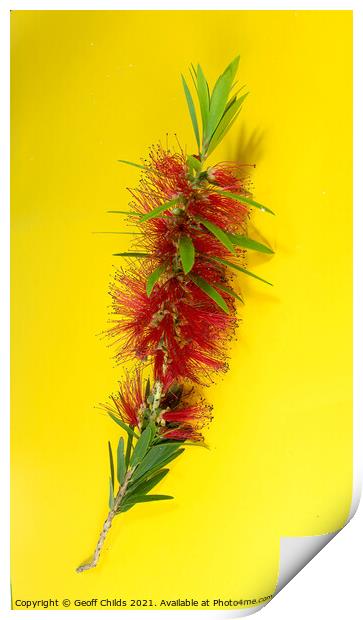 Isolated single flower stem macro image of the red Weeping Bottl Print by Geoff Childs