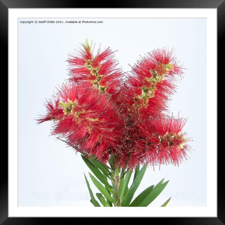 Isolated Bouquet of Red Bottlebrush flowers on white. Framed Mounted Print by Geoff Childs