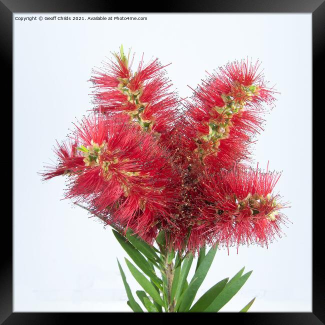 Isolated Bouquet of Red Bottlebrush flowers on white. Framed Print by Geoff Childs
