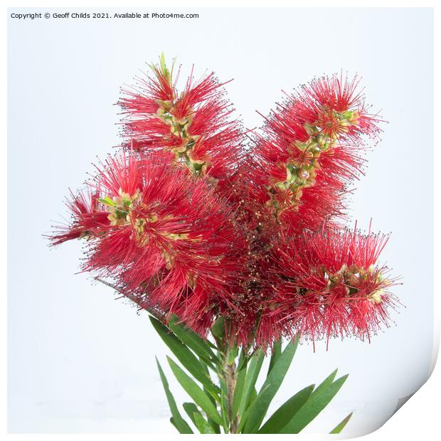 Isolated Bouquet of Red Bottlebrush flowers on white. Print by Geoff Childs