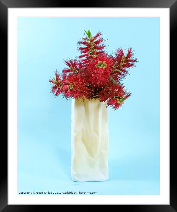  Red Bottlebrush flowers in a white vase closeup. Framed Mounted Print by Geoff Childs