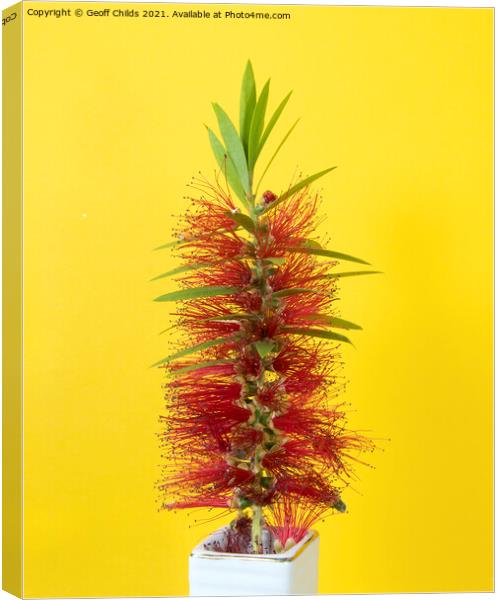 Single Red Bottlebrush flower isolated on yellow. Canvas Print by Geoff Childs