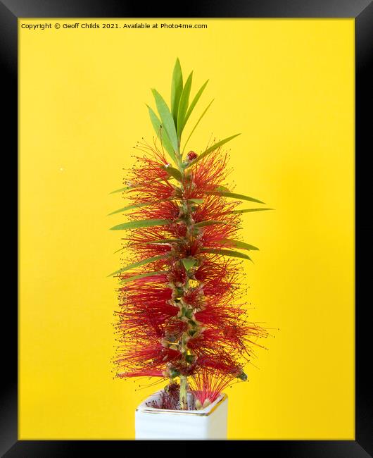 Single Red Bottlebrush flower isolated on yellow. Framed Print by Geoff Childs
