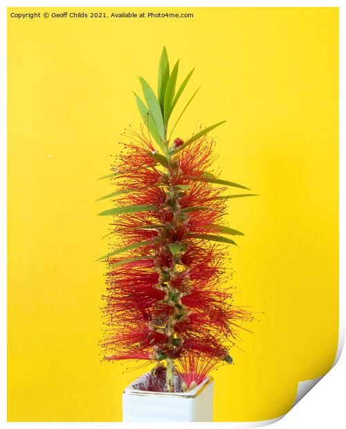 Single Red Bottlebrush flower isolated on yellow. Print by Geoff Childs