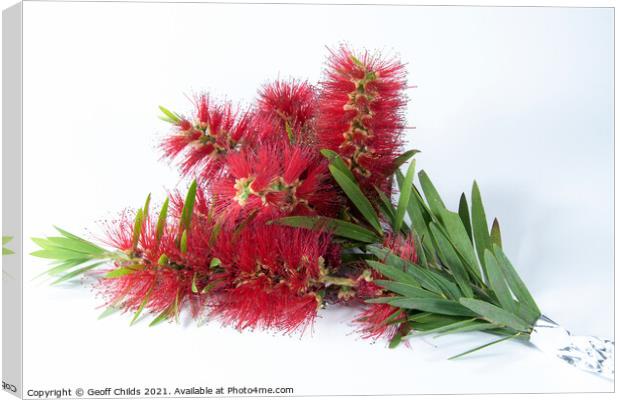 Isolated Bouquet of Red Bottlebrush flowers. Canvas Print by Geoff Childs