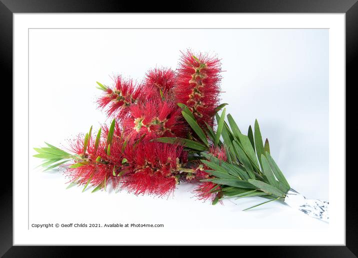 Isolated Bouquet of Red Bottlebrush flowers. Framed Mounted Print by Geoff Childs