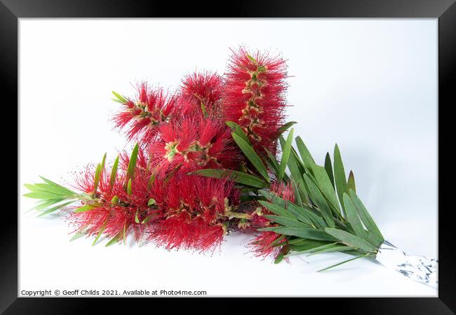 Isolated Bouquet of Red Bottlebrush flowers. Framed Print by Geoff Childs