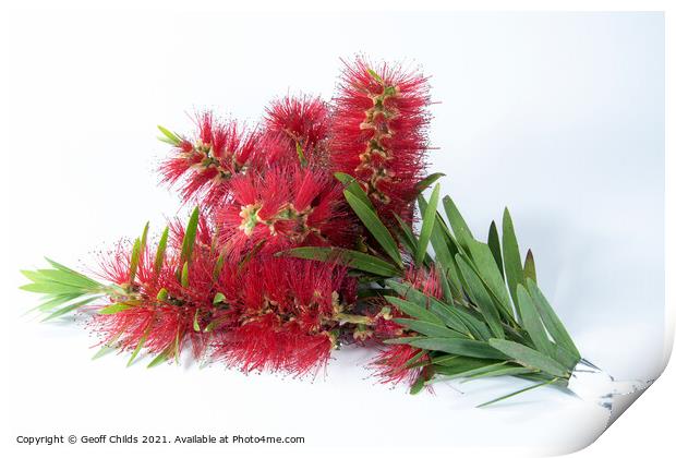 Isolated Bouquet of Red Bottlebrush flowers. Print by Geoff Childs