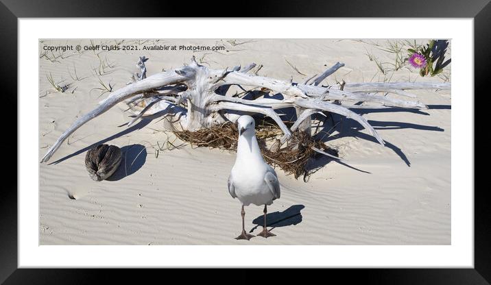 Silver Gull and Driftwood. West Coast beach Fraser Island. Framed Mounted Print by Geoff Childs