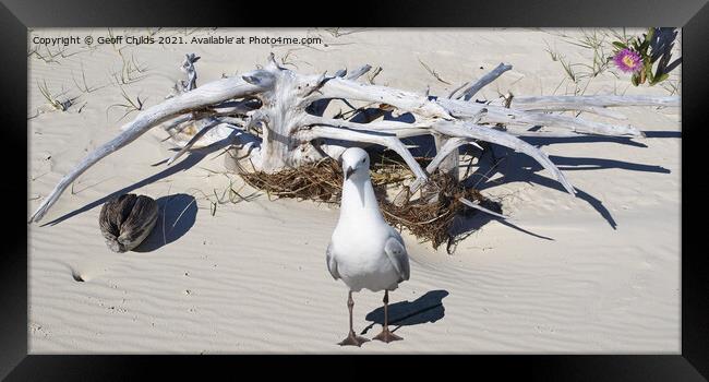 Silver Gull and Driftwood. West Coast beach Fraser Island. Framed Print by Geoff Childs