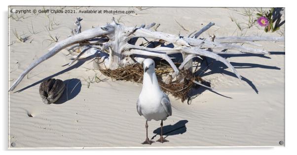 Silver Gull and Driftwood. West Coast beach Fraser Island. Acrylic by Geoff Childs