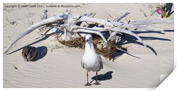 Silver Gull and Driftwood. West Coast beach Fraser Island. Print by Geoff Childs
