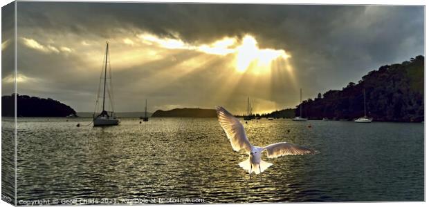 Seagull at Sunrise with Crepuscular Rays. Canvas Print by Geoff Childs