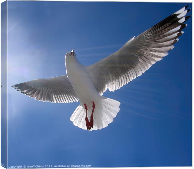 Beautiful healthy Australian white Seagull, Silver Canvas Print by Geoff Childs
