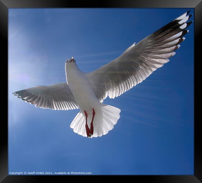 Beautiful healthy Australian white Seagull, Silver Framed Print by Geoff Childs