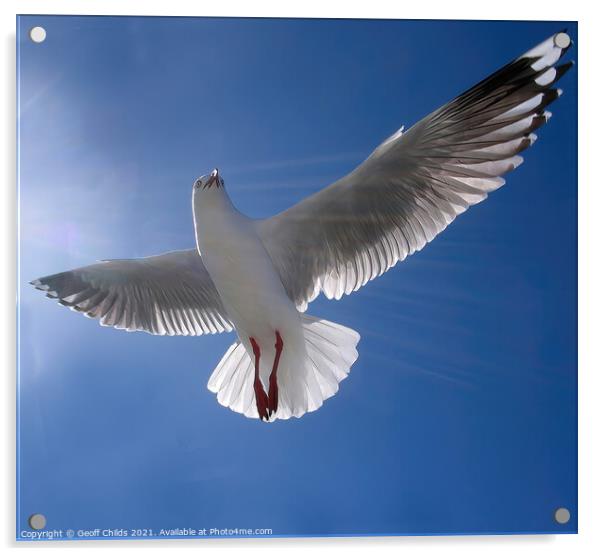 Beautiful healthy Australian white Seagull, Silver Acrylic by Geoff Childs