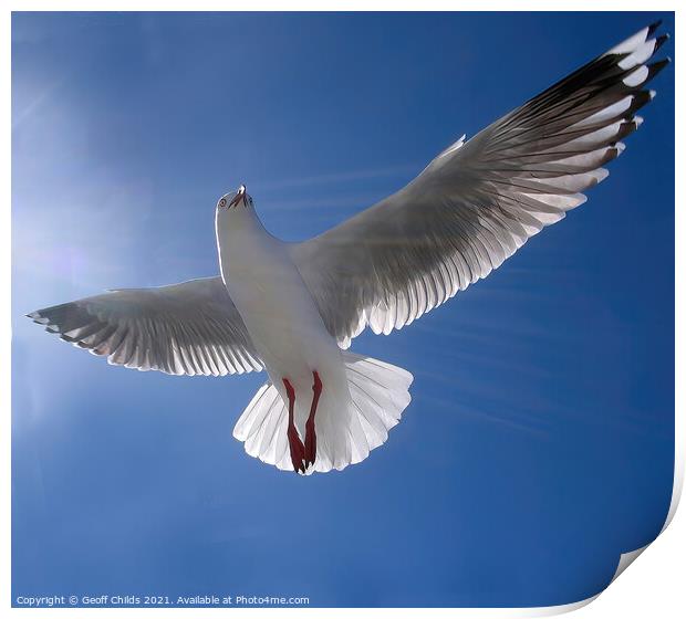 Beautiful healthy Australian white Seagull, Silver Print by Geoff Childs