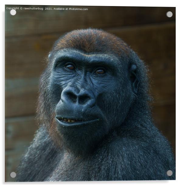Cheeky Gorilla Grin Acrylic by rawshutterbug 