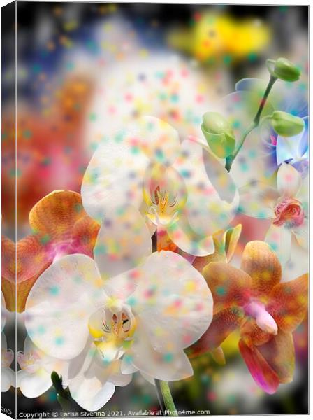 White orchid Canvas Print by Larisa Siverina