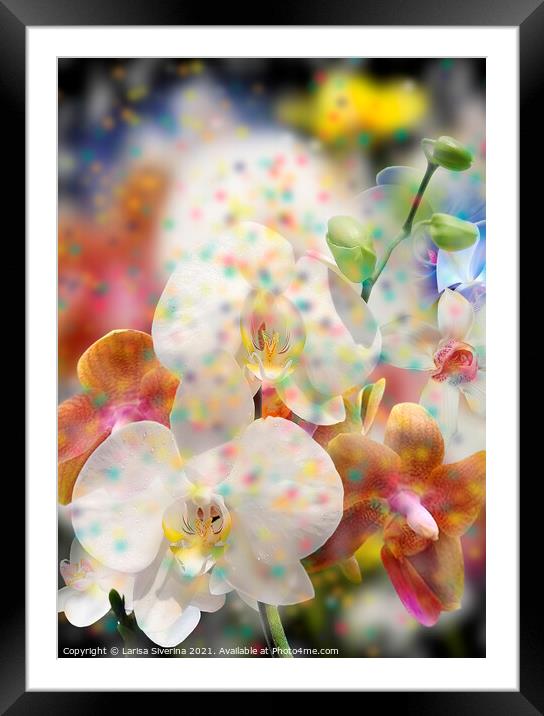 White orchid Framed Mounted Print by Larisa Siverina