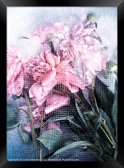 Pink peonies Framed Print by Larisa Siverina
