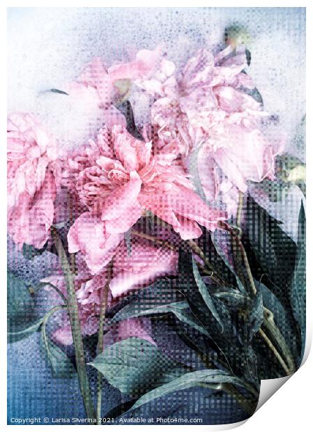 Pink peonies Print by Larisa Siverina