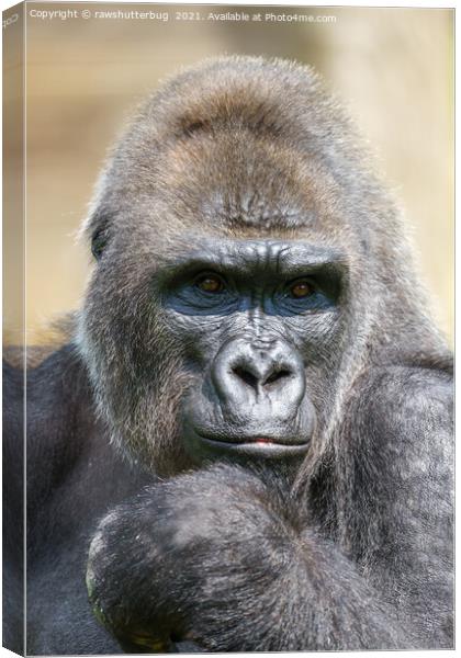 Gorilla Close-Up Portrait Canvas Print by rawshutterbug 