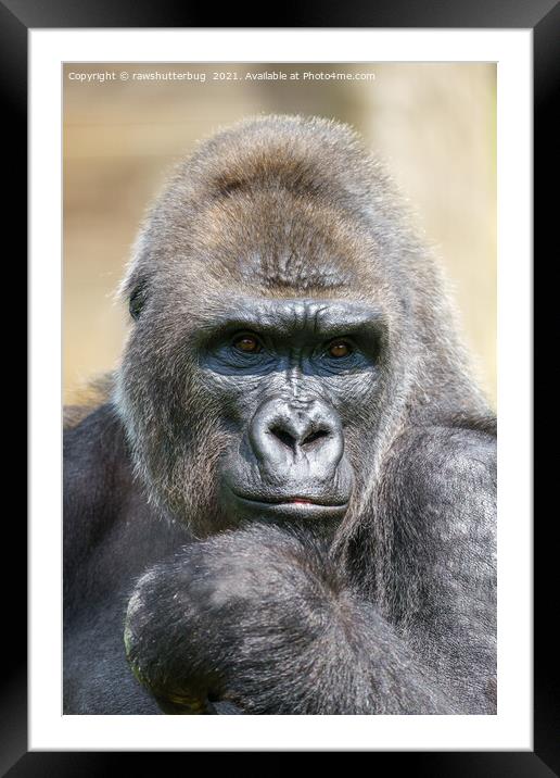 Gorilla Close-Up Portrait Framed Mounted Print by rawshutterbug 