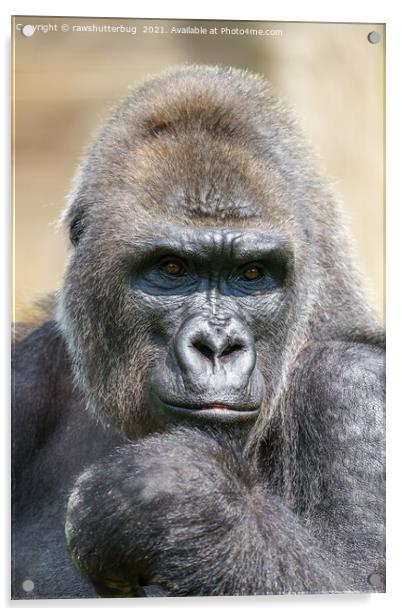 Gorilla Close-Up Portrait Acrylic by rawshutterbug 