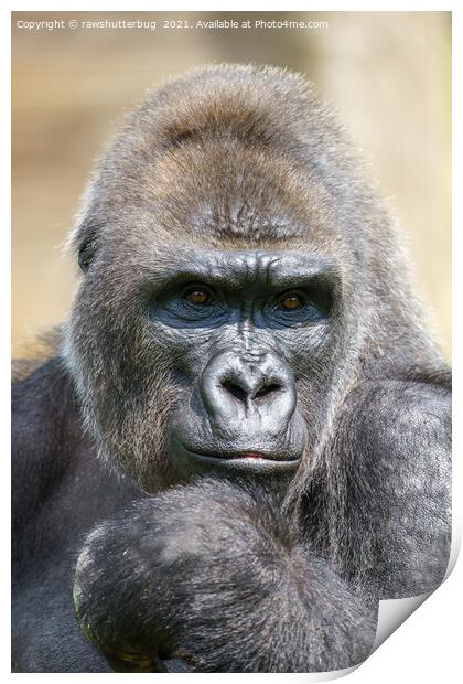 Gorilla Close-Up Portrait Print by rawshutterbug 