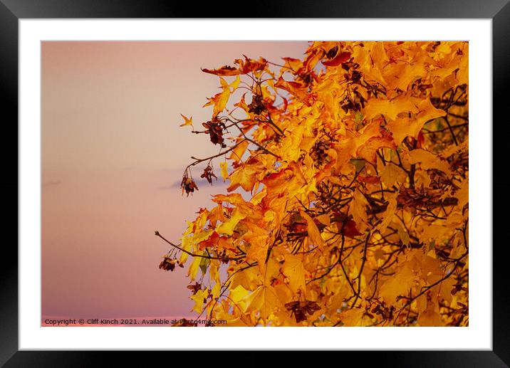 Autumn leaves Framed Mounted Print by Cliff Kinch