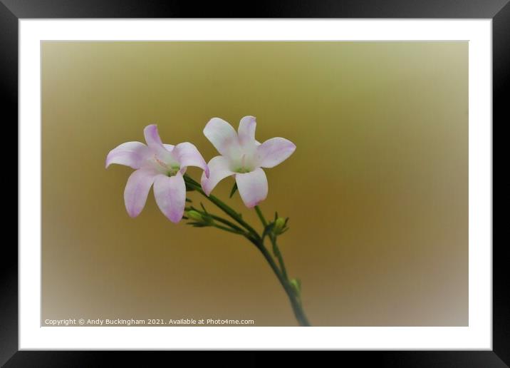 Plant flower Framed Mounted Print by Andy Buckingham
