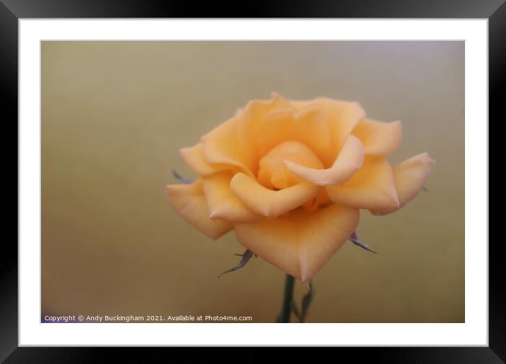 Close up of a yellow Rose Framed Mounted Print by Andy Buckingham