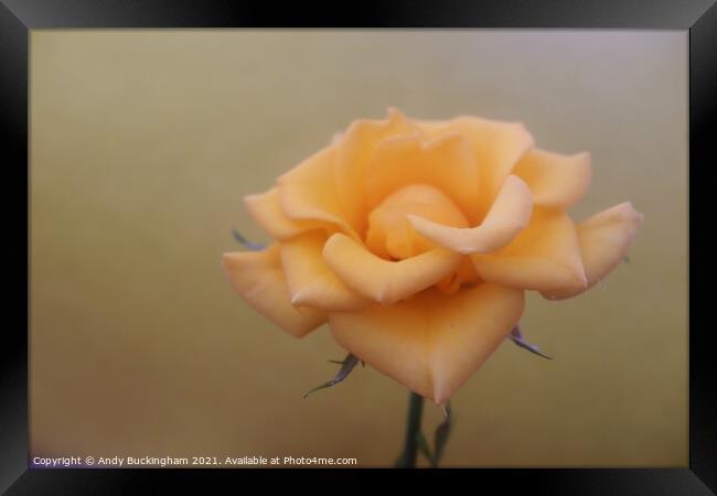 Close up of a yellow Rose Framed Print by Andy Buckingham