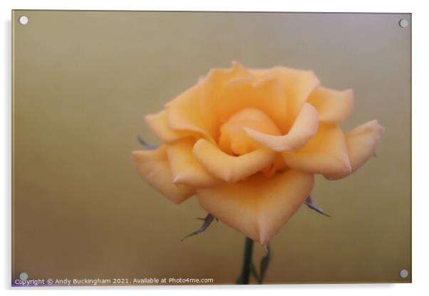 Close up of a yellow Rose Acrylic by Andy Buckingham