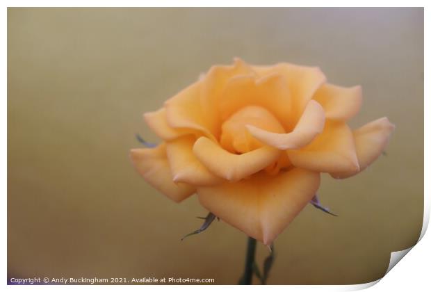 Close up of a yellow Rose Print by Andy Buckingham