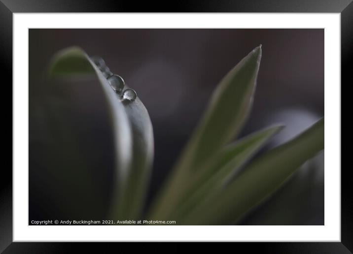 Water droplets on a leaf Framed Mounted Print by Andy Buckingham