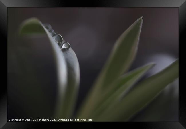 Water droplets on a leaf Framed Print by Andy Buckingham