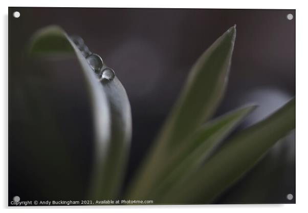 Water droplets on a leaf Acrylic by Andy Buckingham