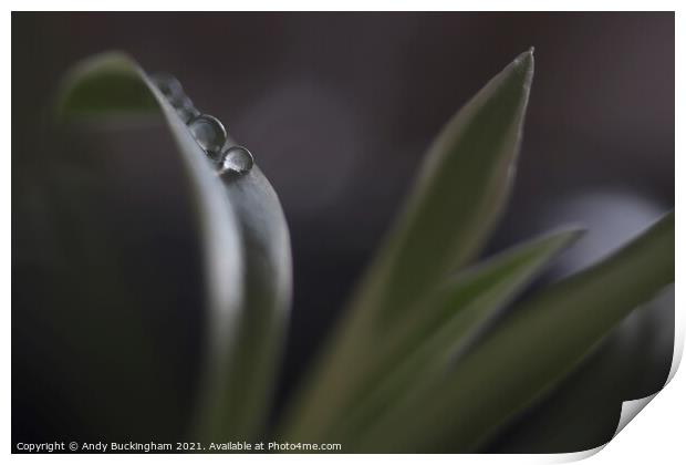 Water droplets on a leaf Print by Andy Buckingham