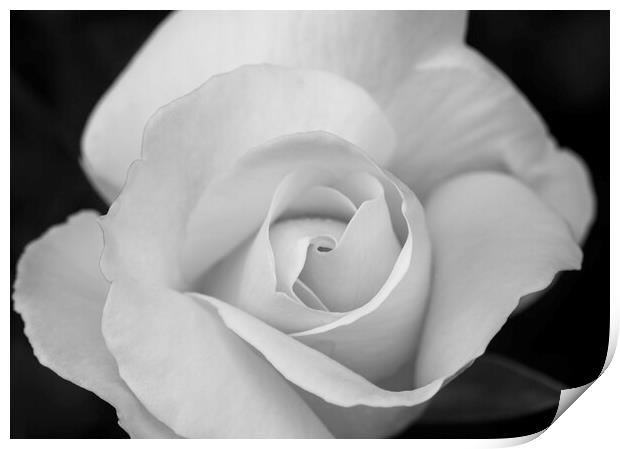 Petals of a large white rose with black background Print by Vicen Photo