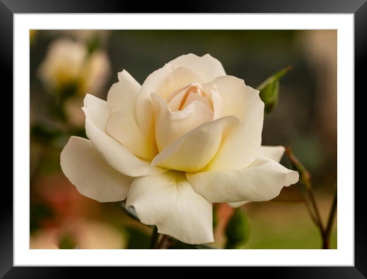 A nice big white rose in the garden Framed Mounted Print by Vicen Photo