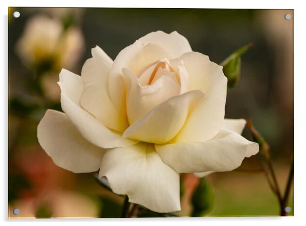A nice big white rose in the garden Acrylic by Vicen Photo