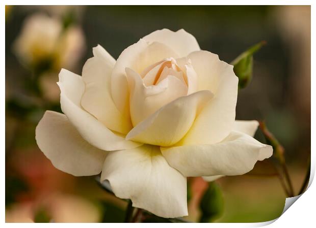 A nice big white rose in the garden Print by Vicen Photo