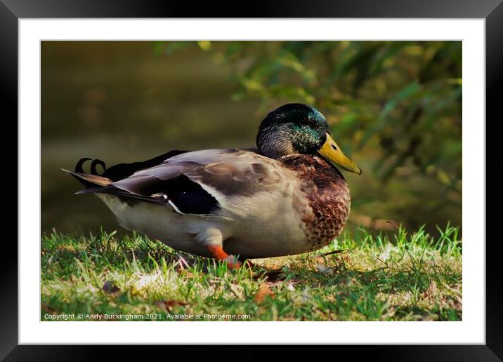 Sitting Duck Framed Mounted Print by Andy Buckingham