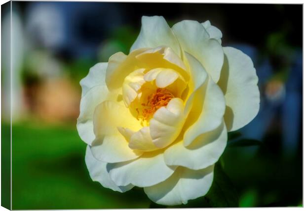 Beautiful white rose in the garden Canvas Print by Vicen Photo