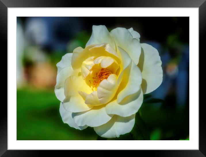Beautiful white rose in the garden Framed Mounted Print by Vicen Photo