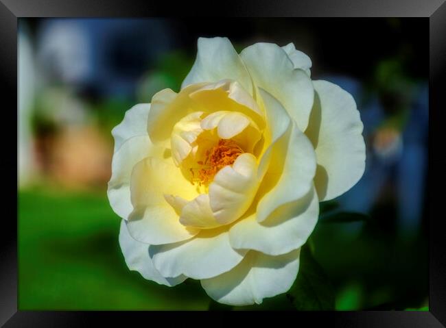 Beautiful white rose in the garden Framed Print by Vicen Photo